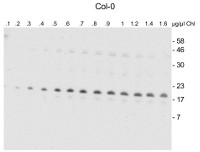 CNfu1 | NifU-like protein 1 (chloroplastic) in the group Antibodies Plant/Algal  / Photosynthesis  / GreenCut at Agrisera AB (Antibodies for research) (AS13 2642)